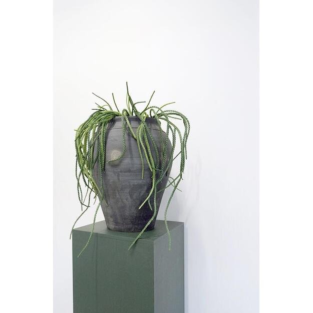 CHARTRES molinis vazonas 1